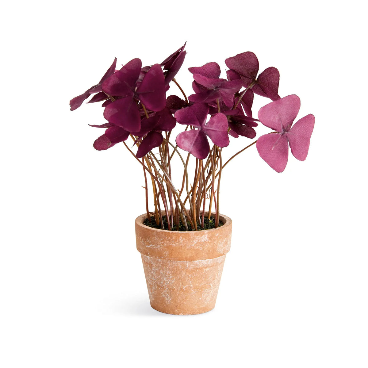 Mini Oxalis Potted Drop-in 7" Set of 4