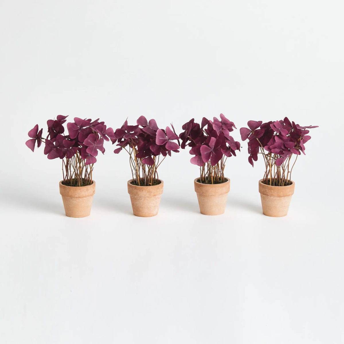 Mini Oxalis Potted Drop-in 7" Set of 4