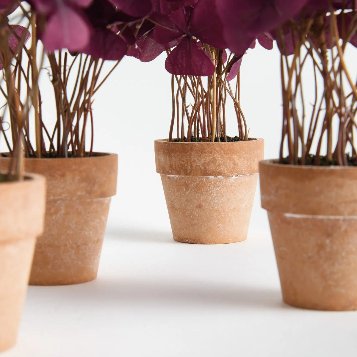 Mini Oxalis Potted Drop-in 7" Set of 4