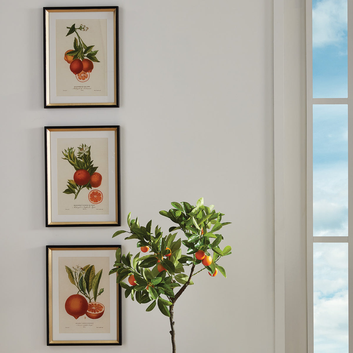 Citrus Cuttings Study, Set of 4