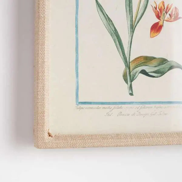 Dainty Flora & Fauna Study - Set of 9 Linen-Wrapped Botanical Prints - Villa Decor & Design