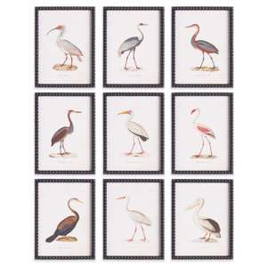 Aquatic Birds Study, Set of 9