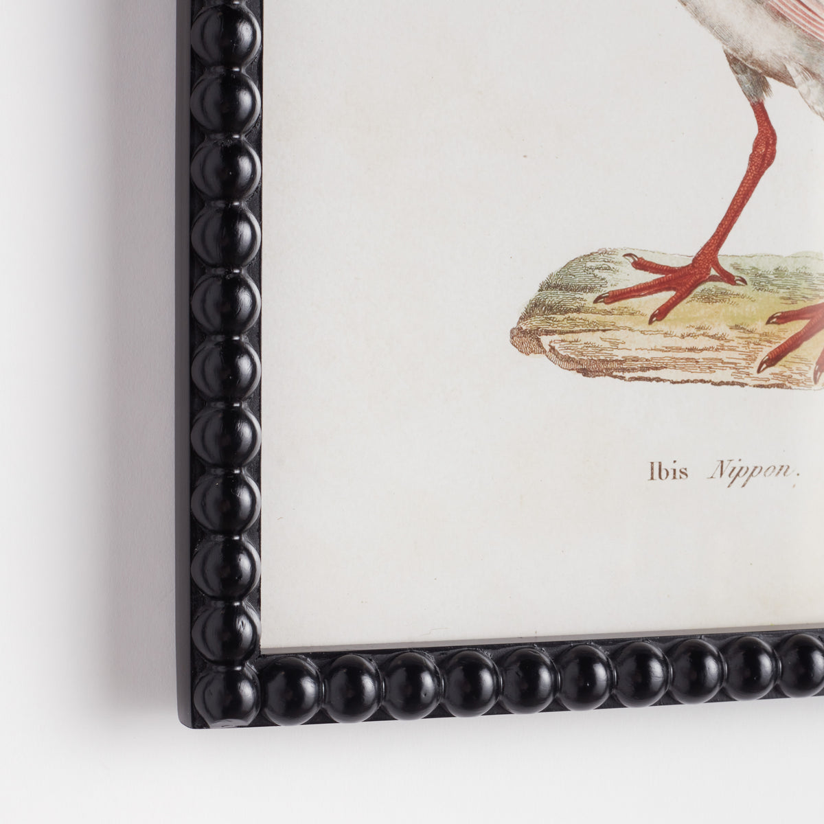Aquatic Birds Study, Set of 9