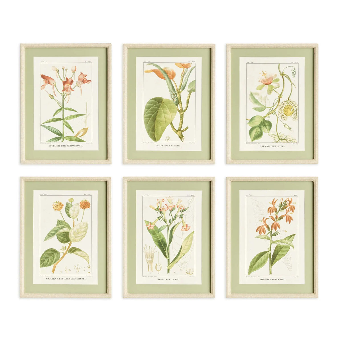 Assorted Blooming Plant Study St/6