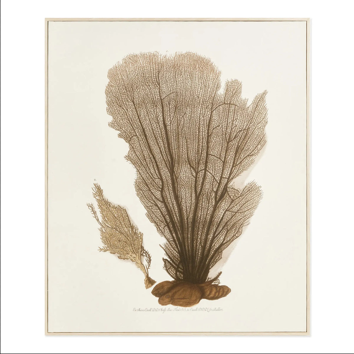 Coral Fan Giclee