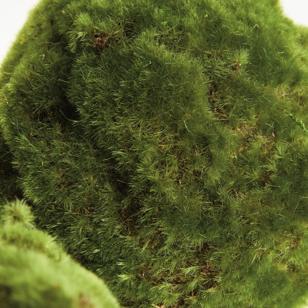 Moss Orbs 7" Set of 3