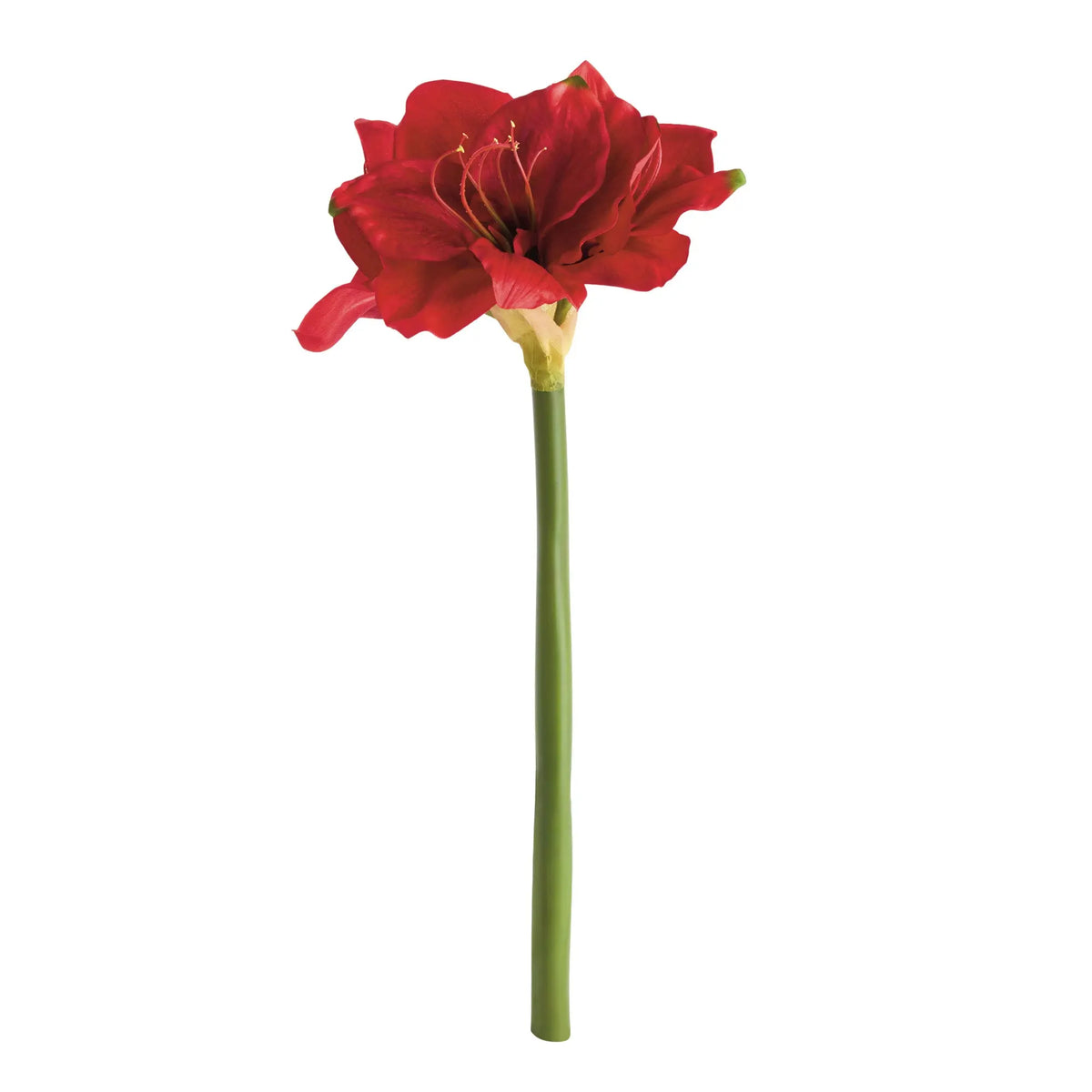 Amaryllis Stems Set of 2 – Red