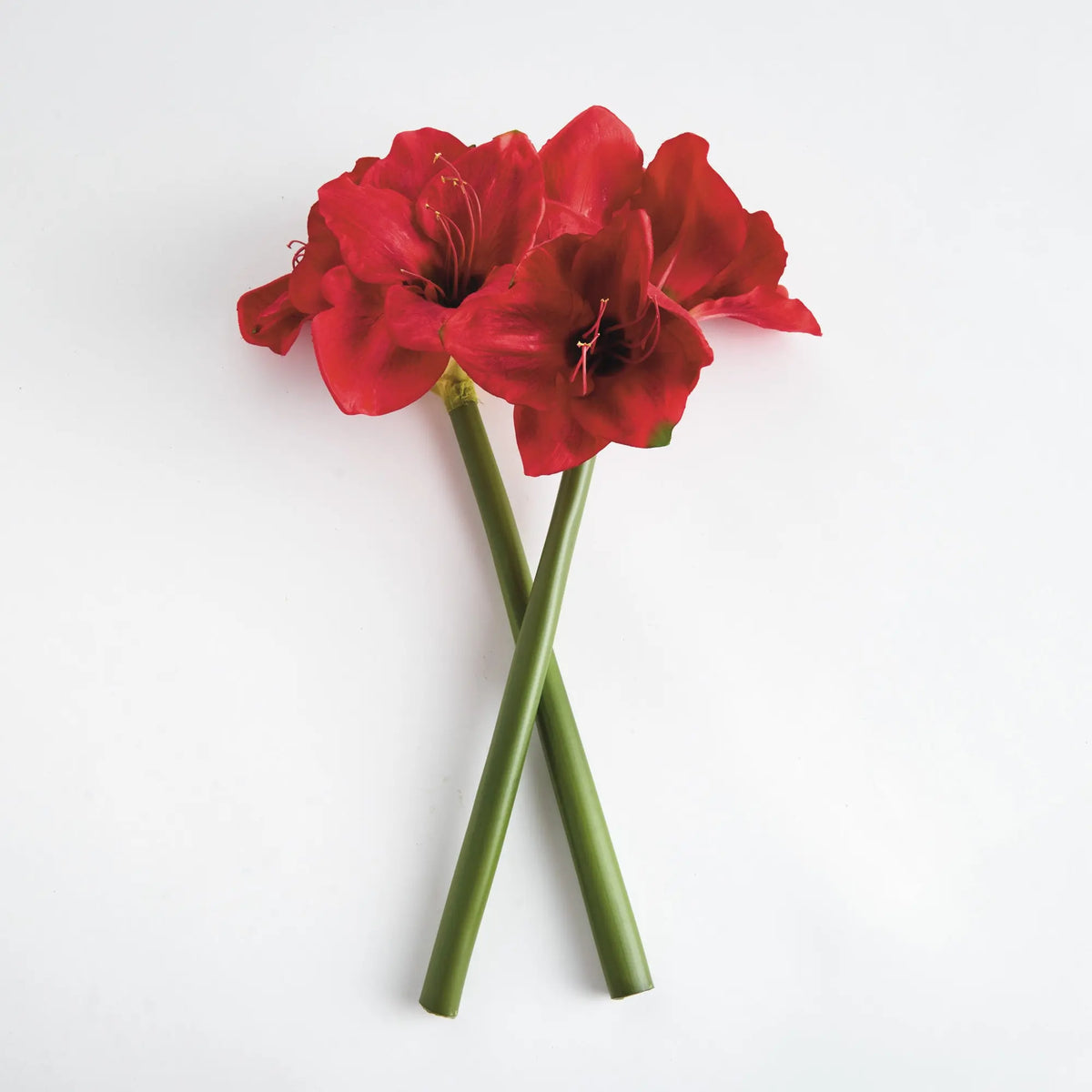 Amaryllis Stems Set of 2 – Red