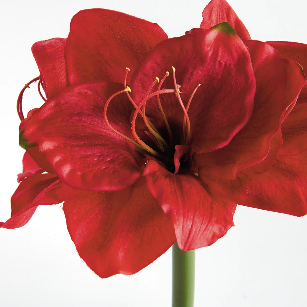 Amaryllis Stems Set of 2 – Red