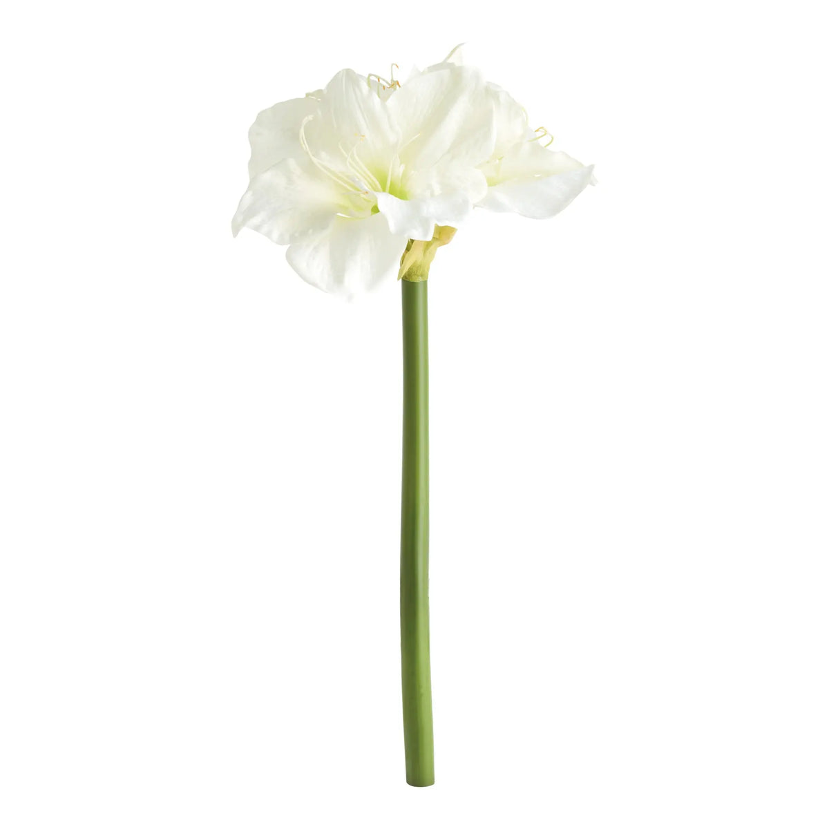 Amaryllis Stems Set of 2 – White