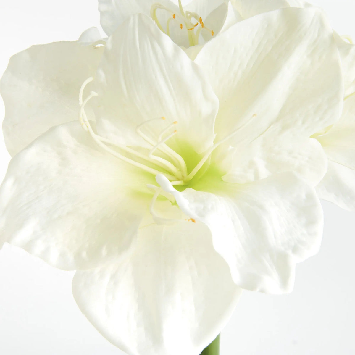 Amaryllis Stems Set of 2 – White