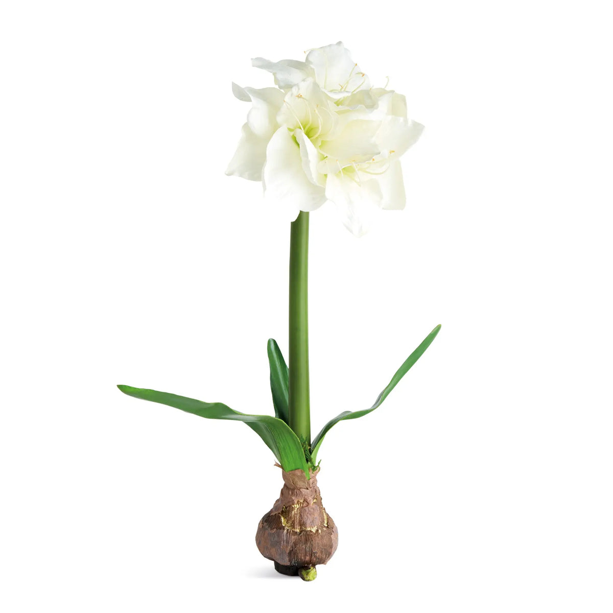 Amaryllis Bulb Set of 2 – White