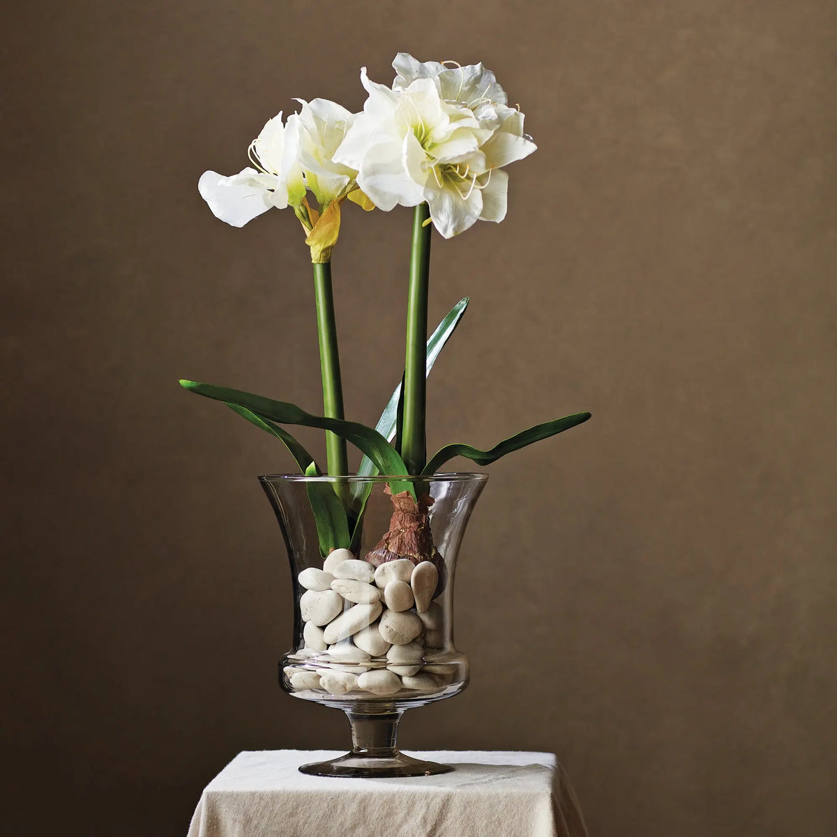 Amaryllis Bulb Set of 2 – White