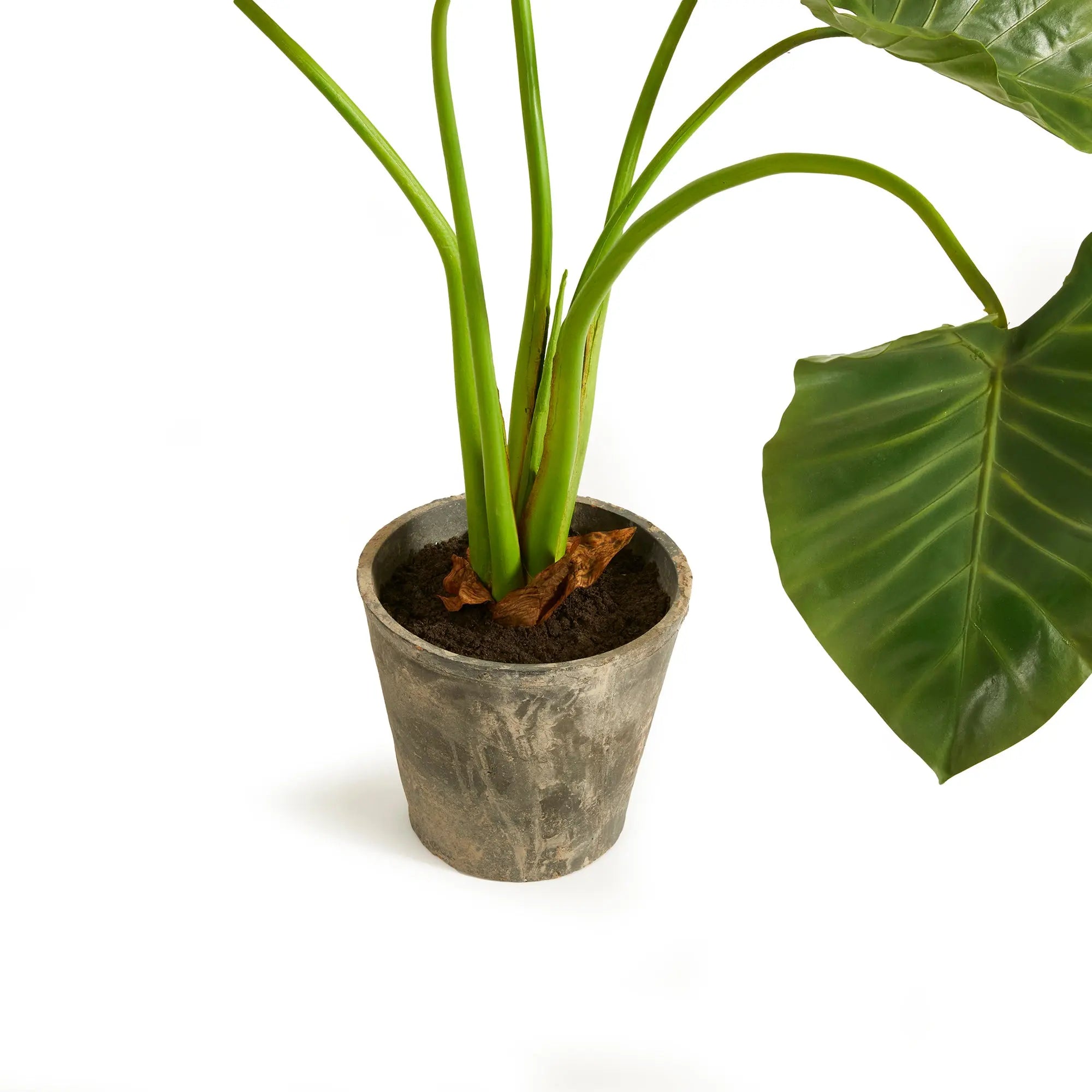 Alocasia Potted 42" - Realistic Faux Tropical Elephant Ear Plant - Villa Decor & Design