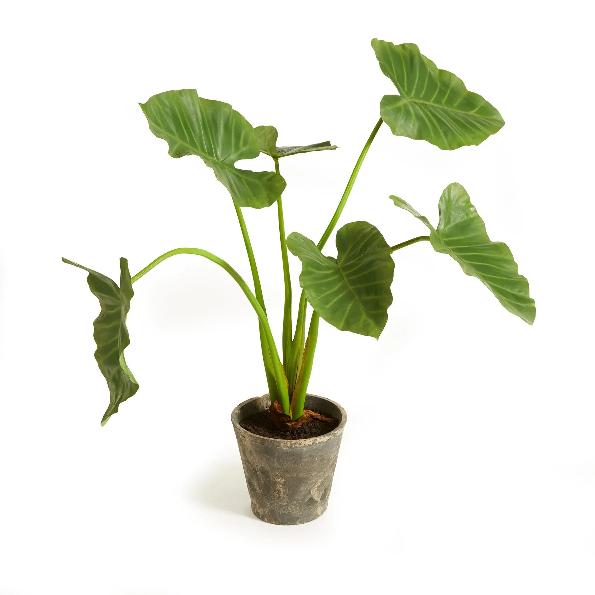 Alocasia Potted 42" - Realistic Faux Tropical Elephant Ear Plant - Villa Decor & Design
