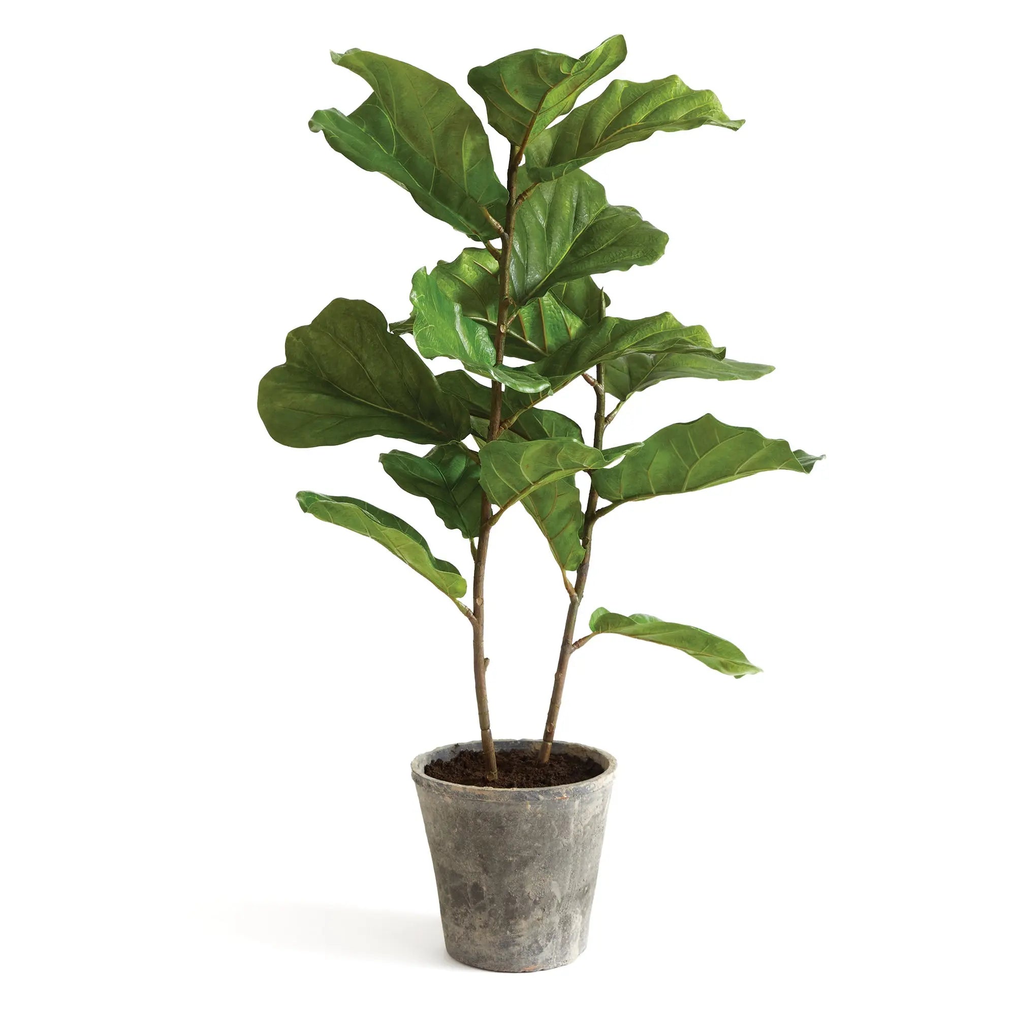 FIDDLE LEAF FIG POTTED 43" Villa Decor & Design