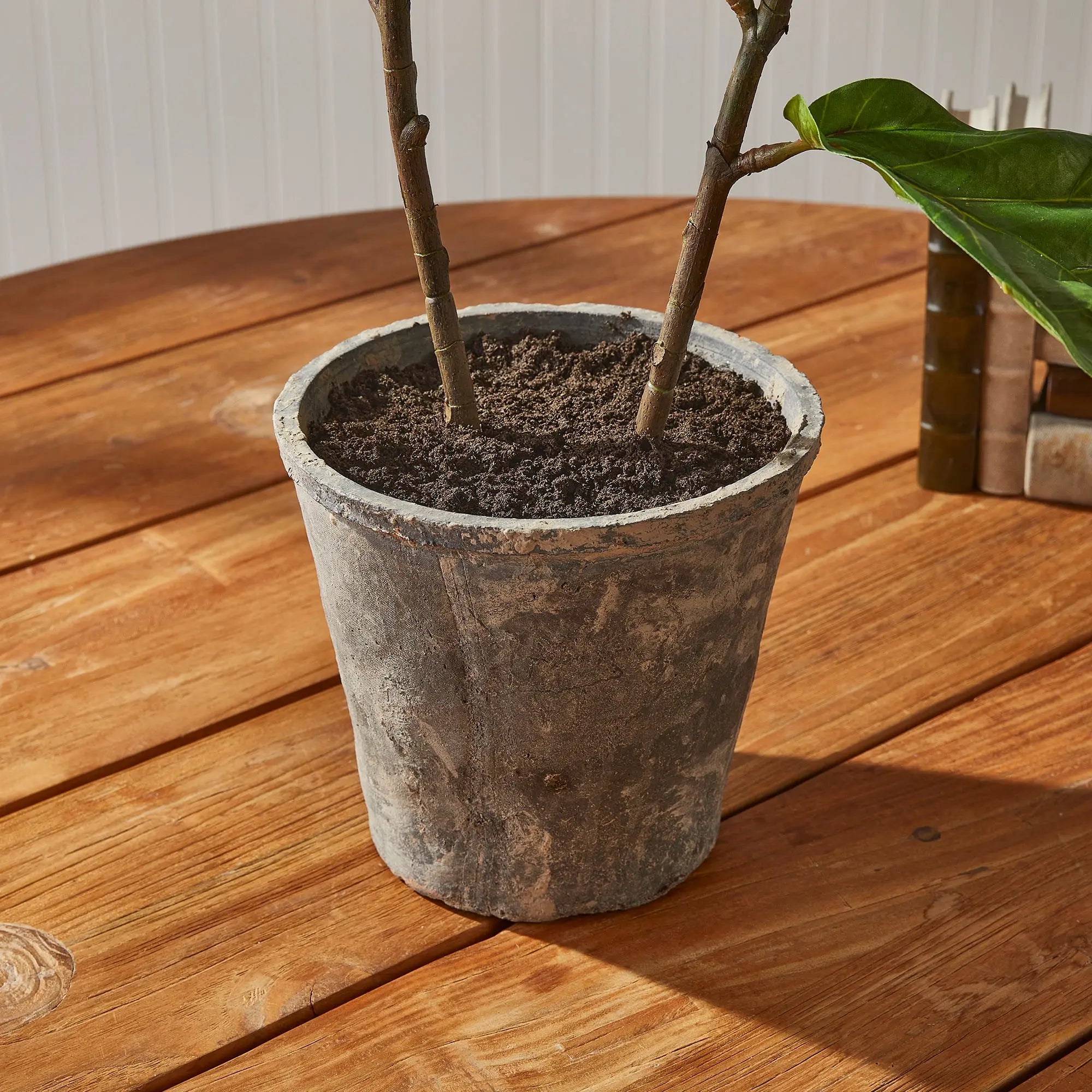 FIDDLE LEAF FIG POTTED 43" Villa Decor & Design