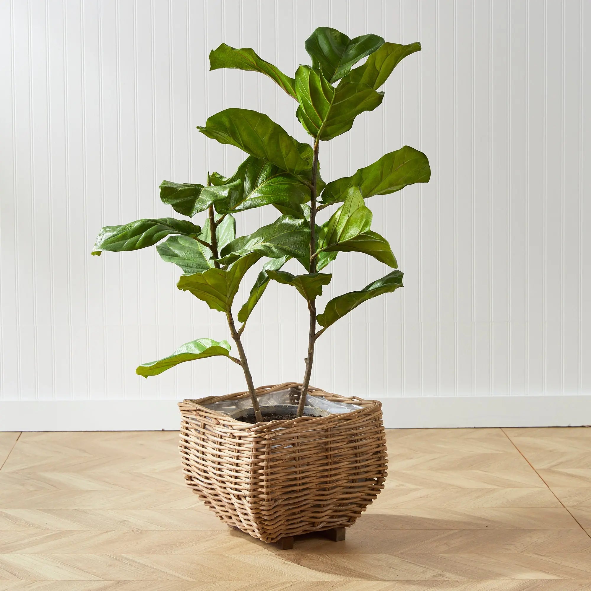 FIDDLE LEAF FIG POTTED 43" Villa Decor & Design