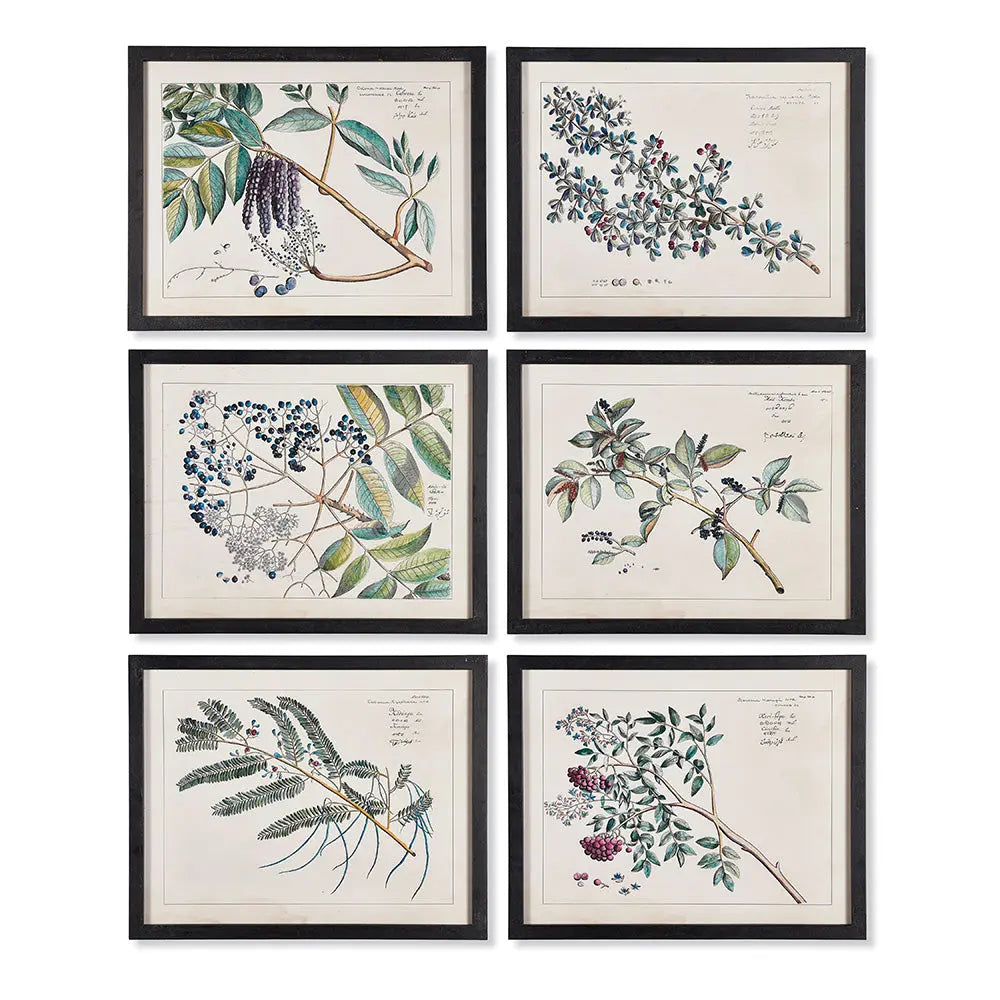 BERRY BRANCH BOTANICAL STUDY, SET OF 6 Villa Decor & Design