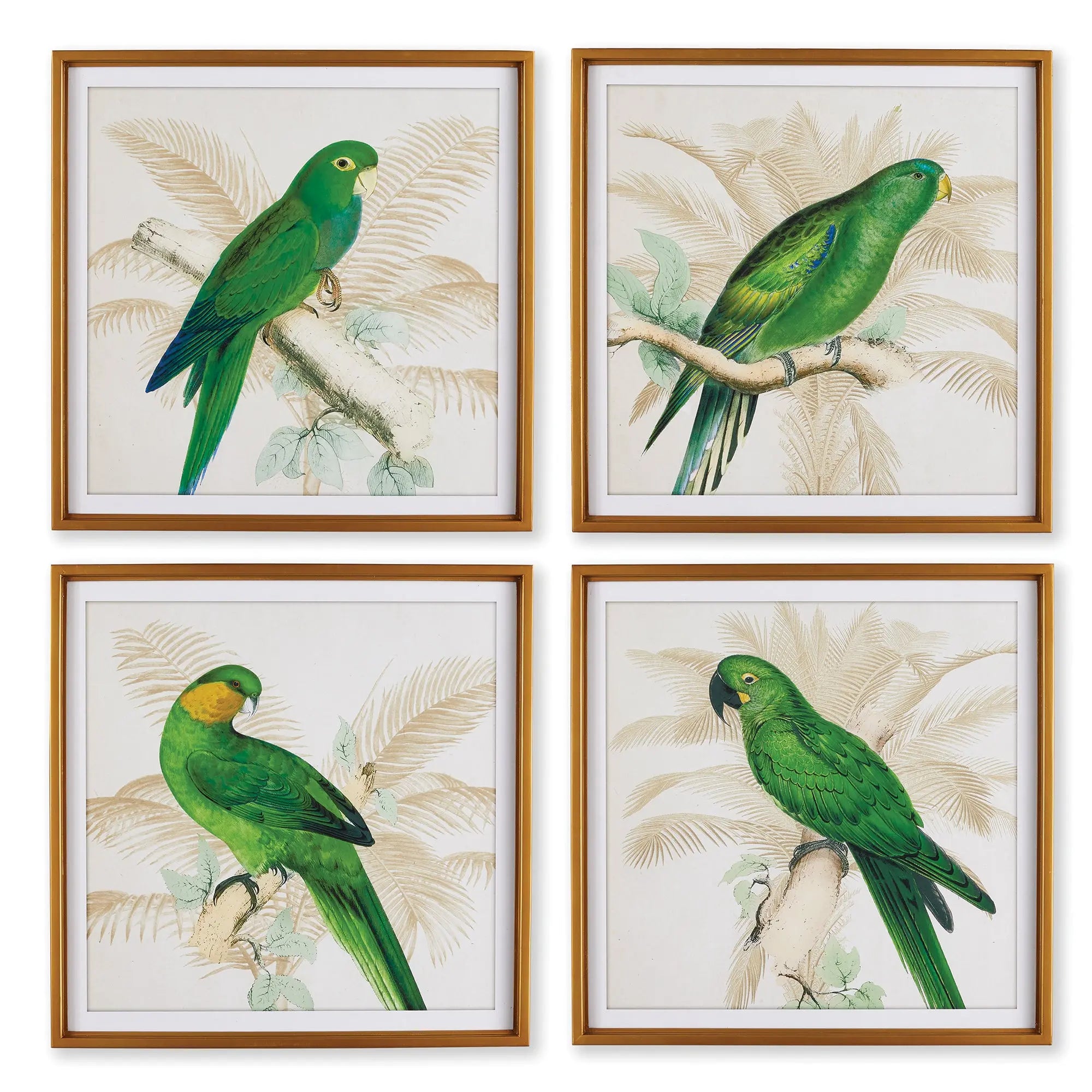 GREEN PARROTS STUDY, SET OF 4 Villa Decor & Design
