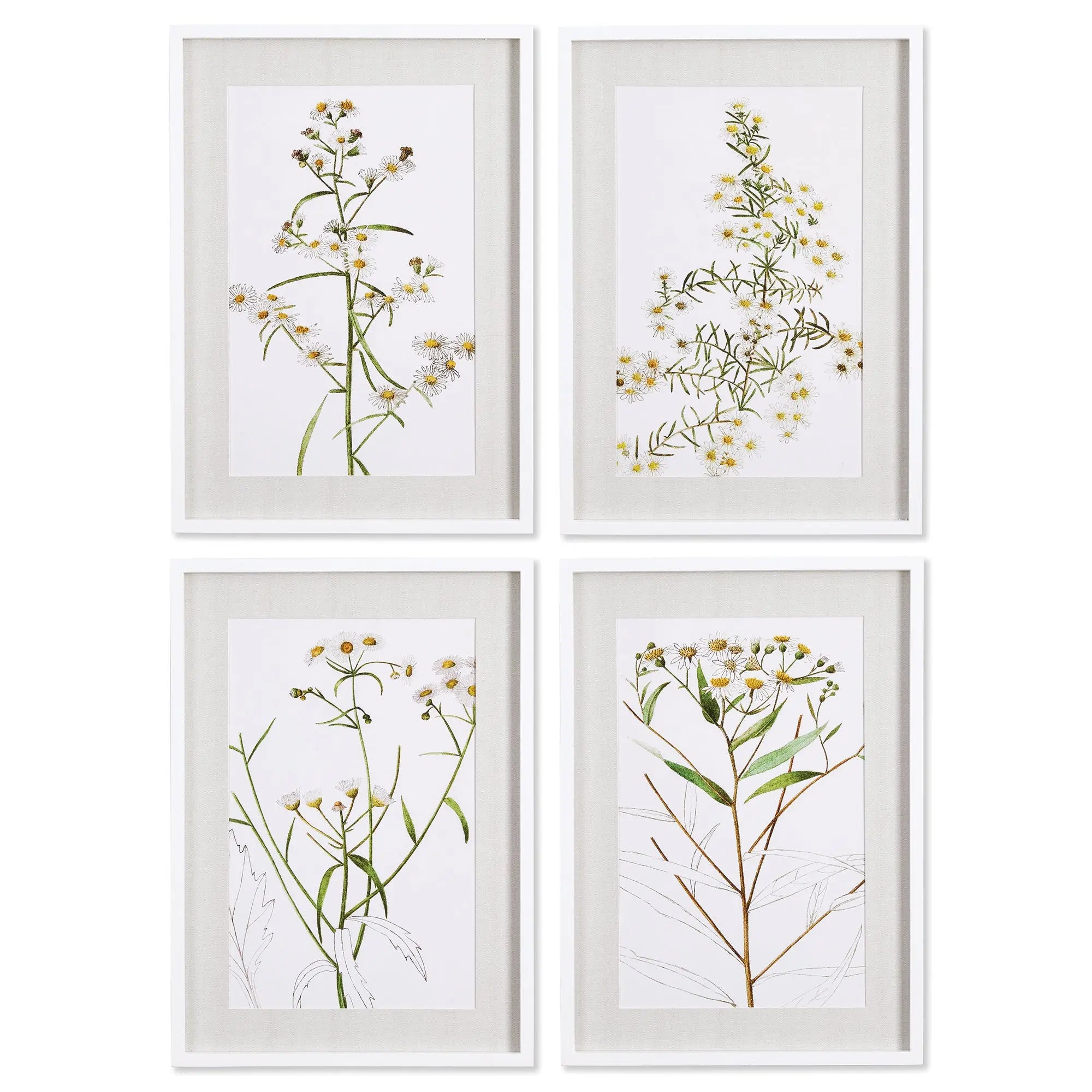 Daisy Prints, SET OF 4