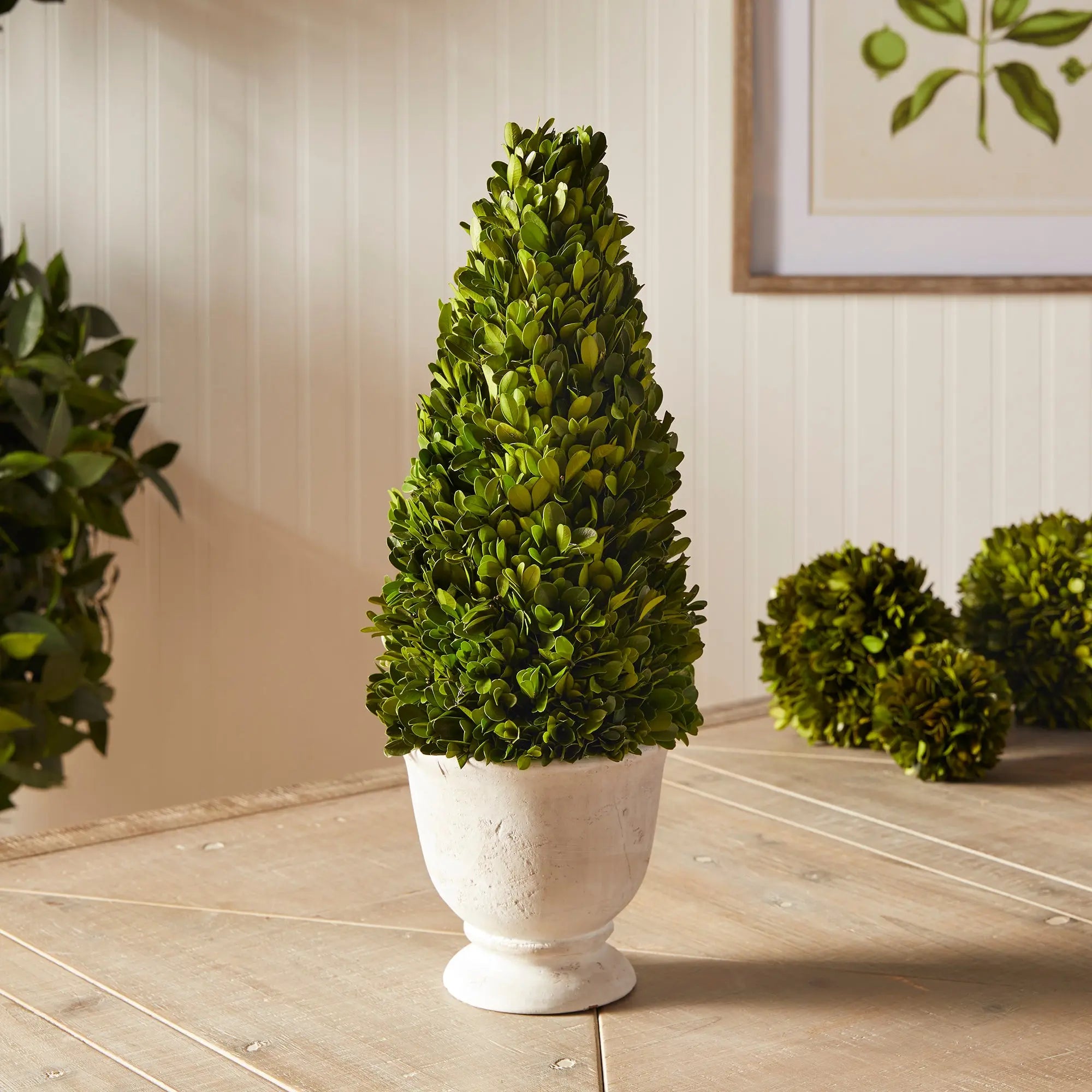 Preserved boxwood cone topiary in white ceramic pot, 19.5 inches tall, classic greenery home decor