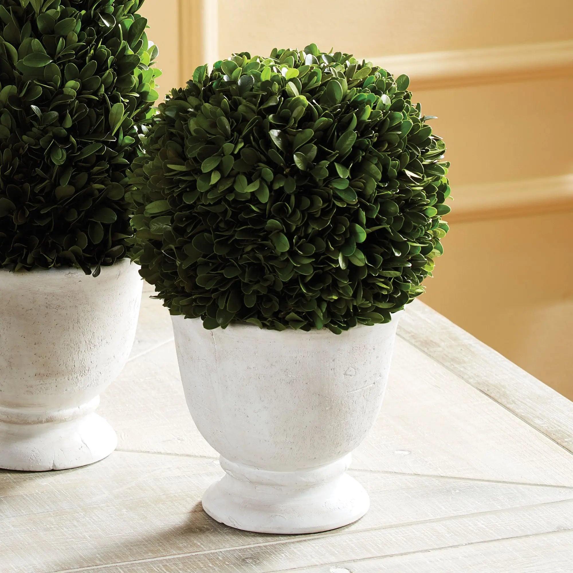 Large Boxwood Ball Topiary in White Ceramic Pot - 12" - Villa Decor & Design